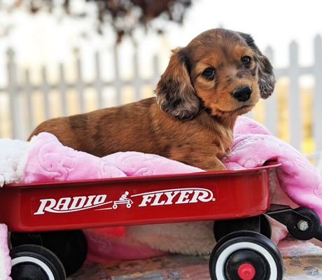 vom treuen wachter longhaired mini doxies